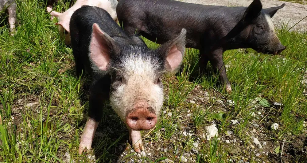Ferme moselle à Tritteling-Redlach